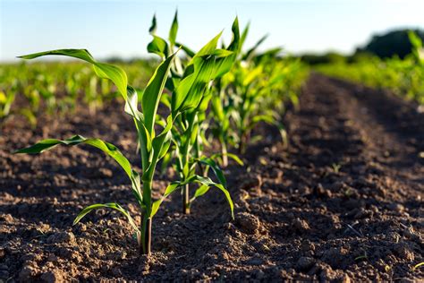 Microgranular Starter Fertiliser .